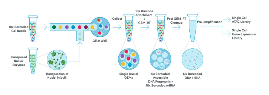 Overview schematic of 10x multiome workflow